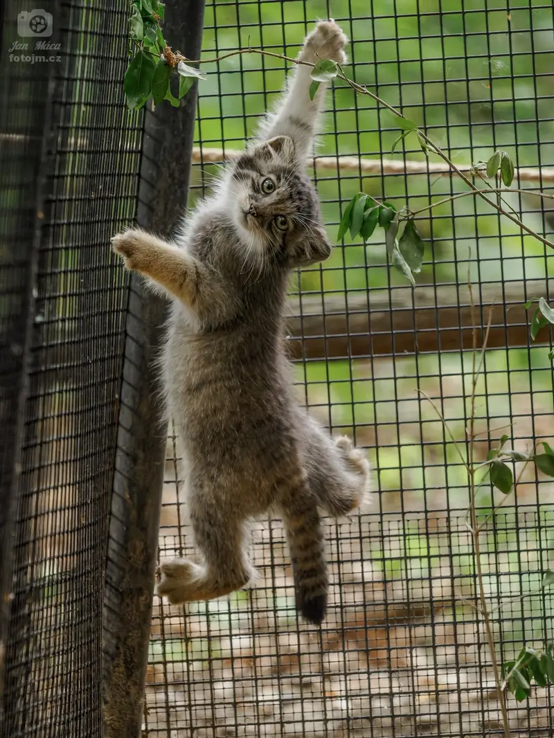 A photograph of a Pallas's cat in Brno Zoo