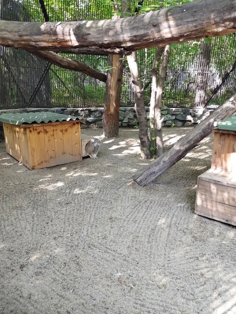 A photograph of a Pallas's cat in Novosibirsk Zoo