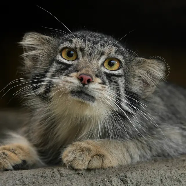 A photograph of Oto in Kobe Animal Kingdom