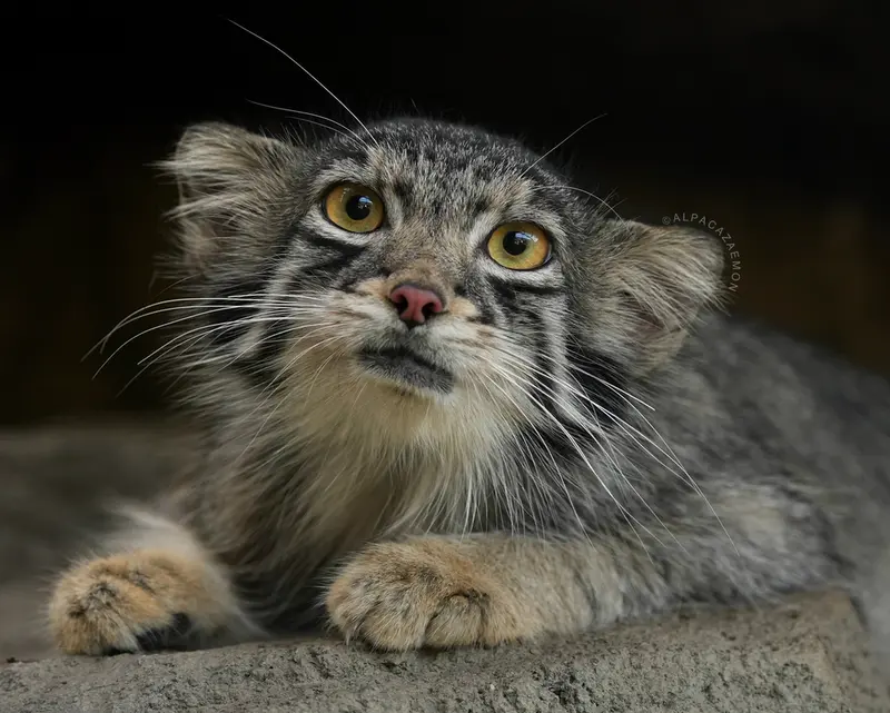 A photograph of Oto in Kobe Animal Kingdom
