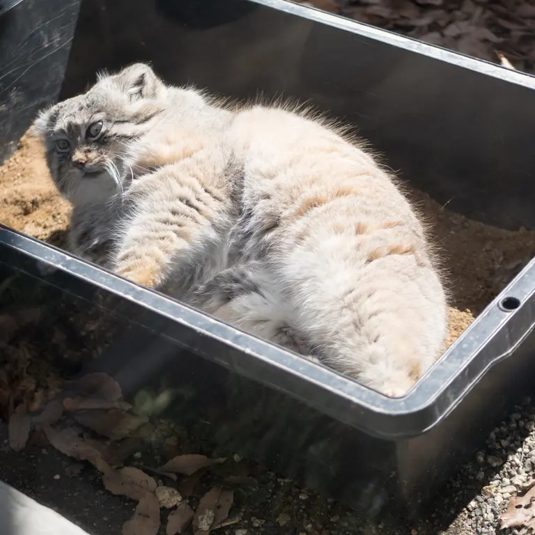A photograph of Lotos in Saitama Children's Zoo