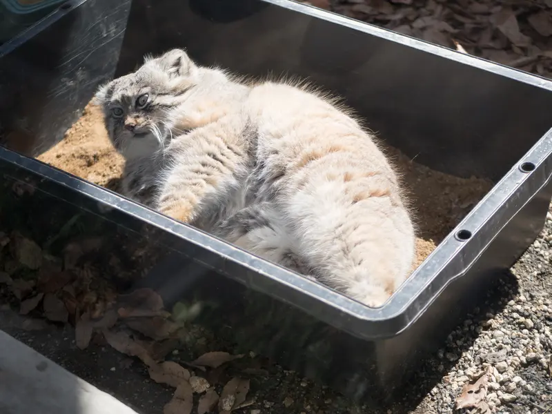 A photograph of Lotos in Saitama Children's Zoo