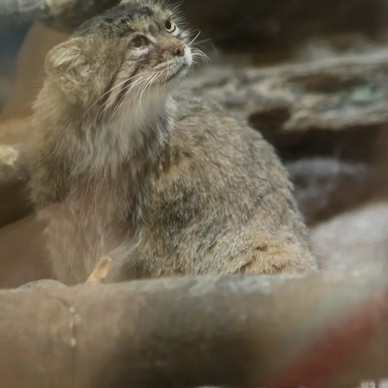 A photograph of Primula in Ueno Zoological Gardens