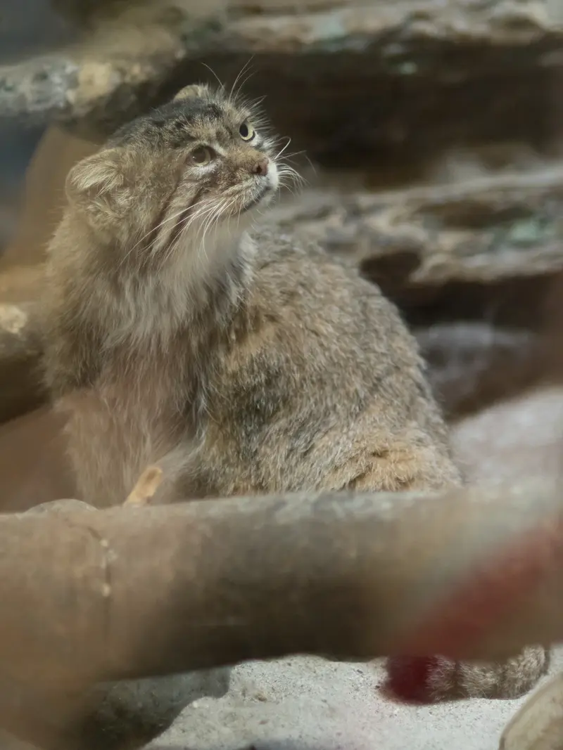 A photograph of Primula in Ueno Zoological Gardens