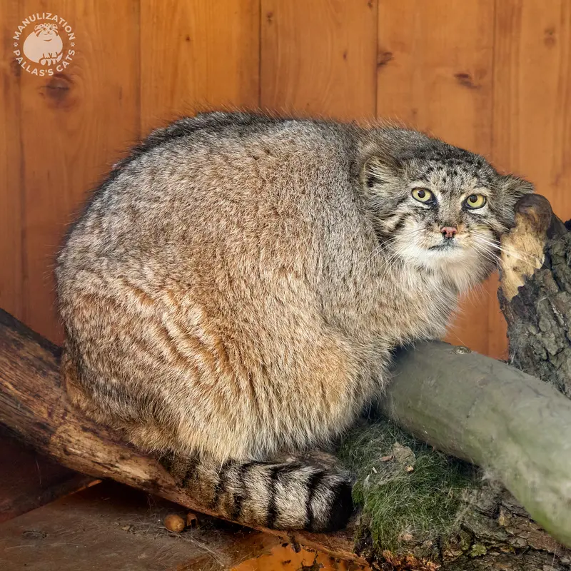 A photograph of Rosa in Brno Zoo