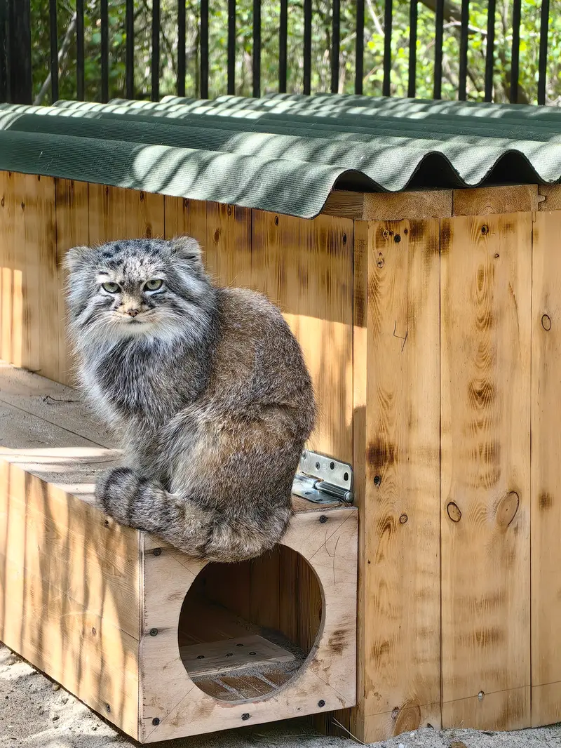 A photograph of Daughter of Lolo 2024 Ⅳ in Novosibirsk Zoo