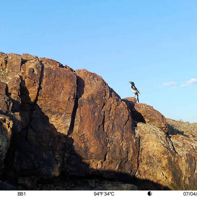 A photograph of a Pallas's cat from Aktas-Kunkora [new] camera trap