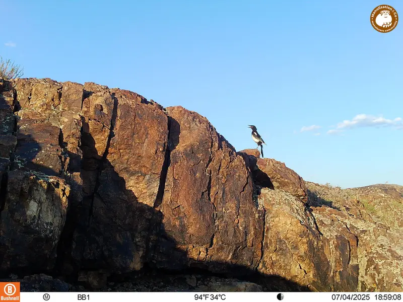 A photograph of a Pallas's cat from Aktas-Kunkora [new] camera trap