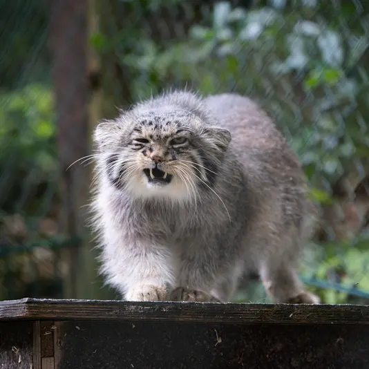 A photograph of Batu in Opel Zoo