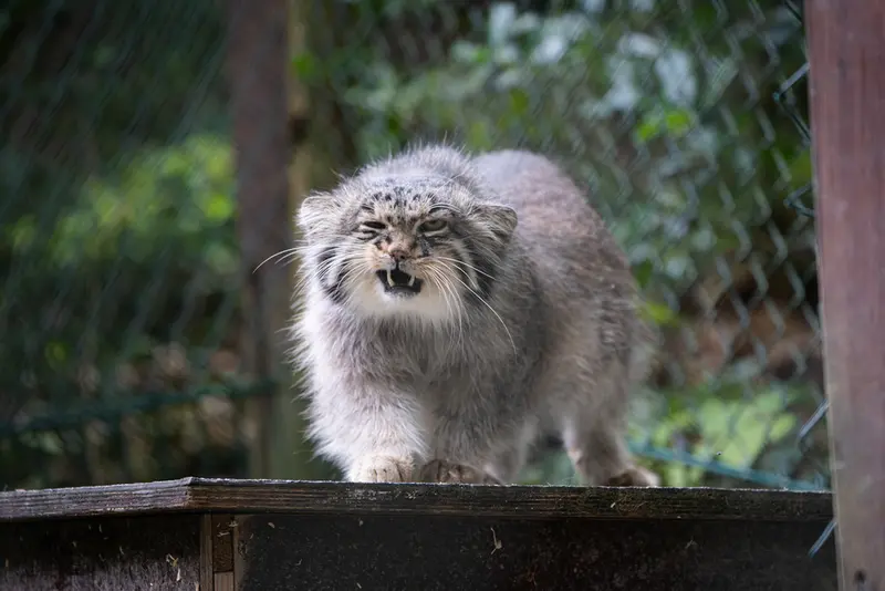 A photograph of Batu in Opel Zoo
