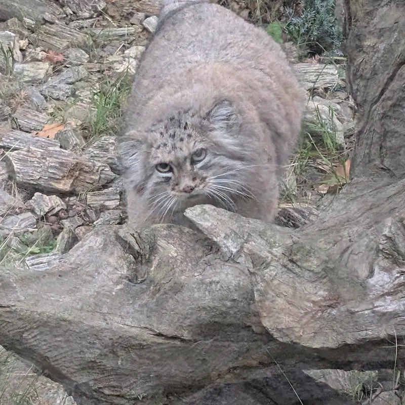 A photograph of Zarina in Wrocław Zoo