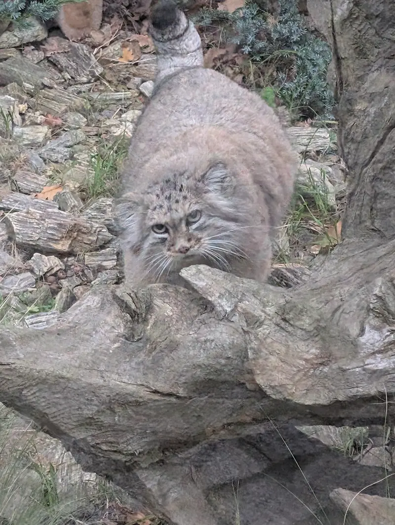 A photograph of Zarina in Wrocław Zoo