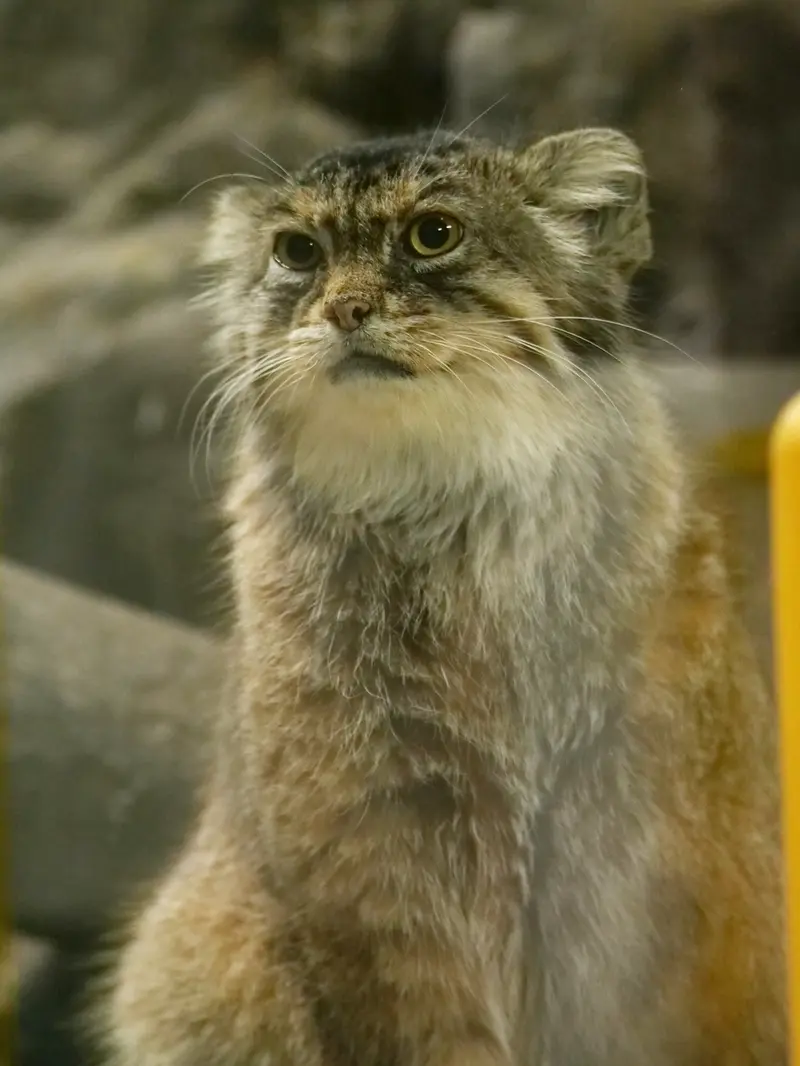 A photograph of Primula in Ueno Zoological Gardens
