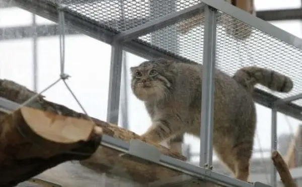A photograph of Lev in Kobe Animal Kingdom