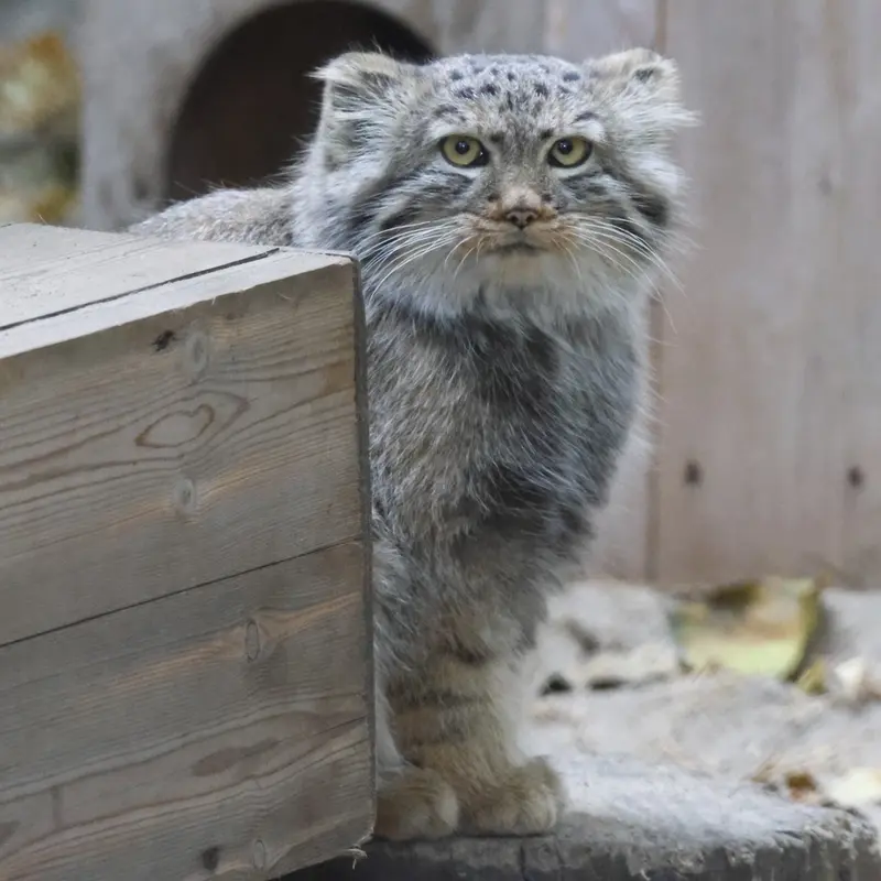 A photograph of Daughter of Lolo b.2026 Ⅰ in Novosibirsk Zoo