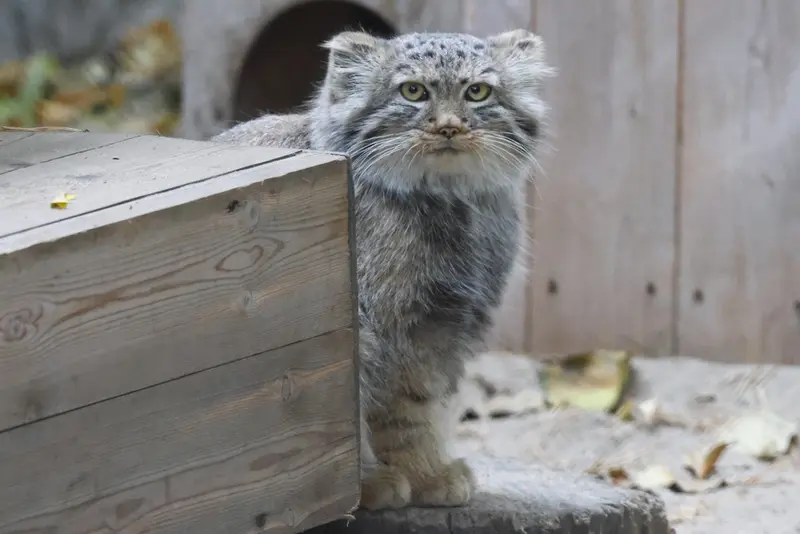 A photograph of Daughter of Lolo b.2026 Ⅰ in Novosibirsk Zoo