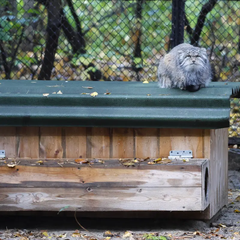 A photograph of Mia in Novosibirsk Zoo