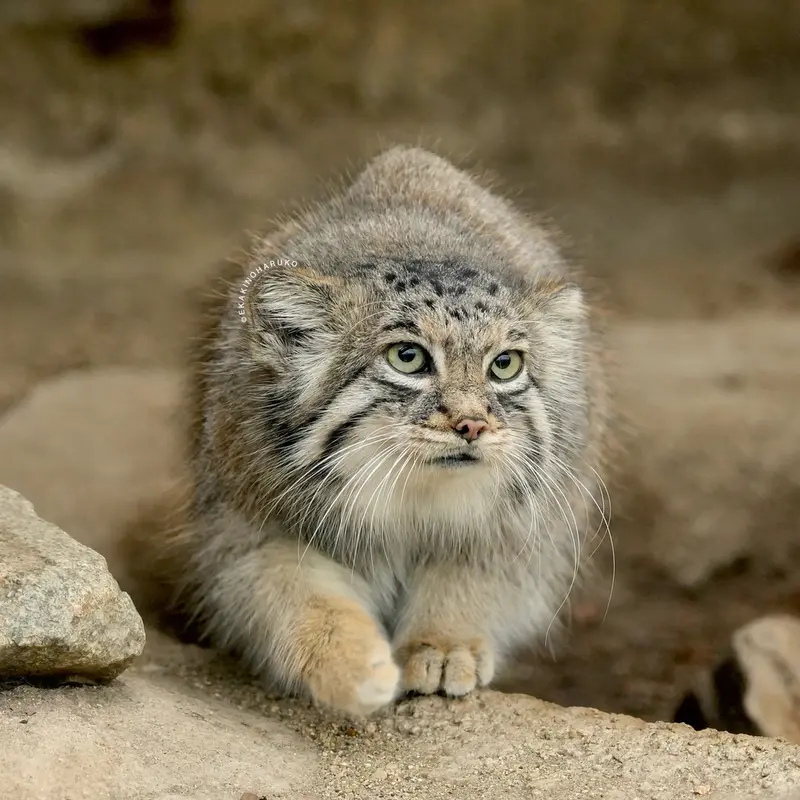 A photograph of Az in Kobe Animal Kingdom