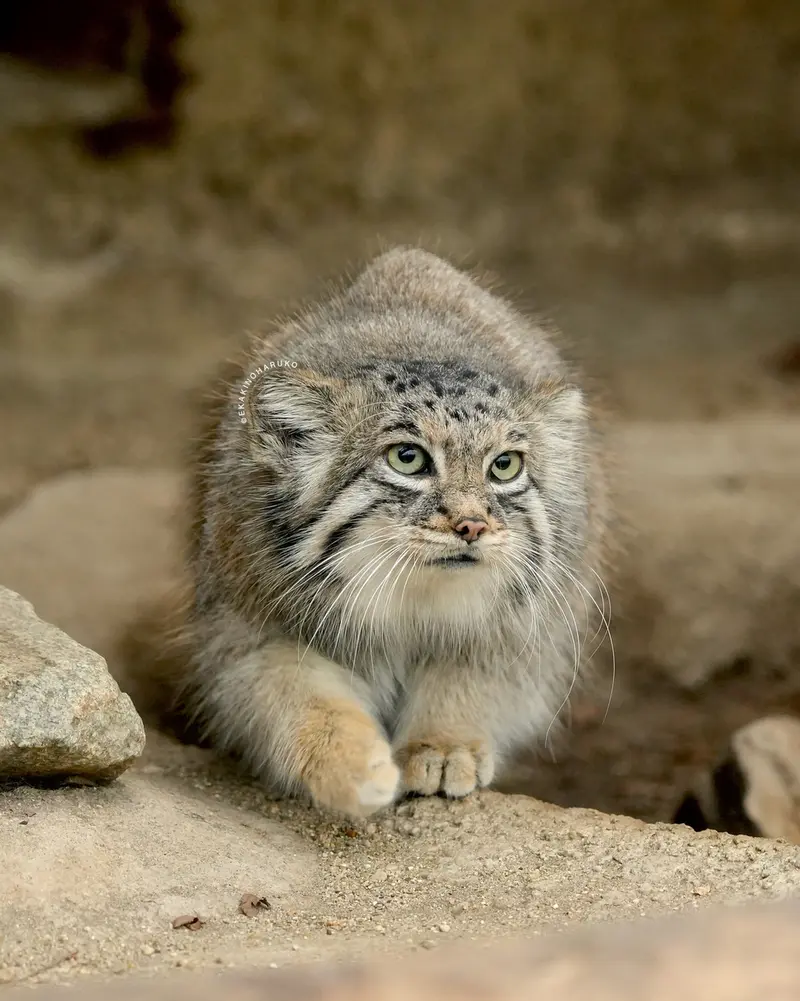 A photograph of Az in Kobe Animal Kingdom