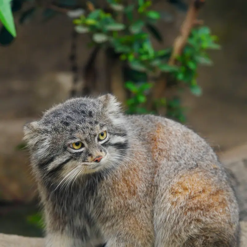 A photograph of Nar in Kobe Animal Kingdom