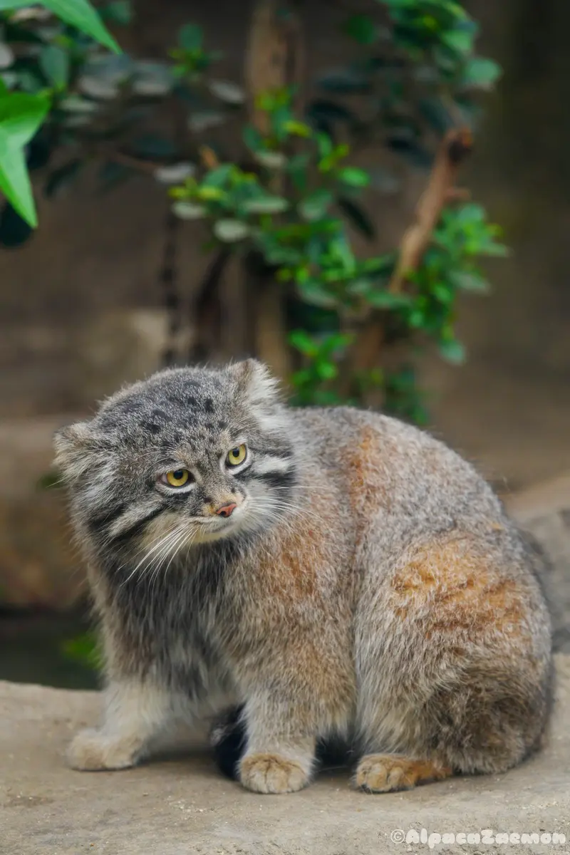 A photograph of Nar in Kobe Animal Kingdom