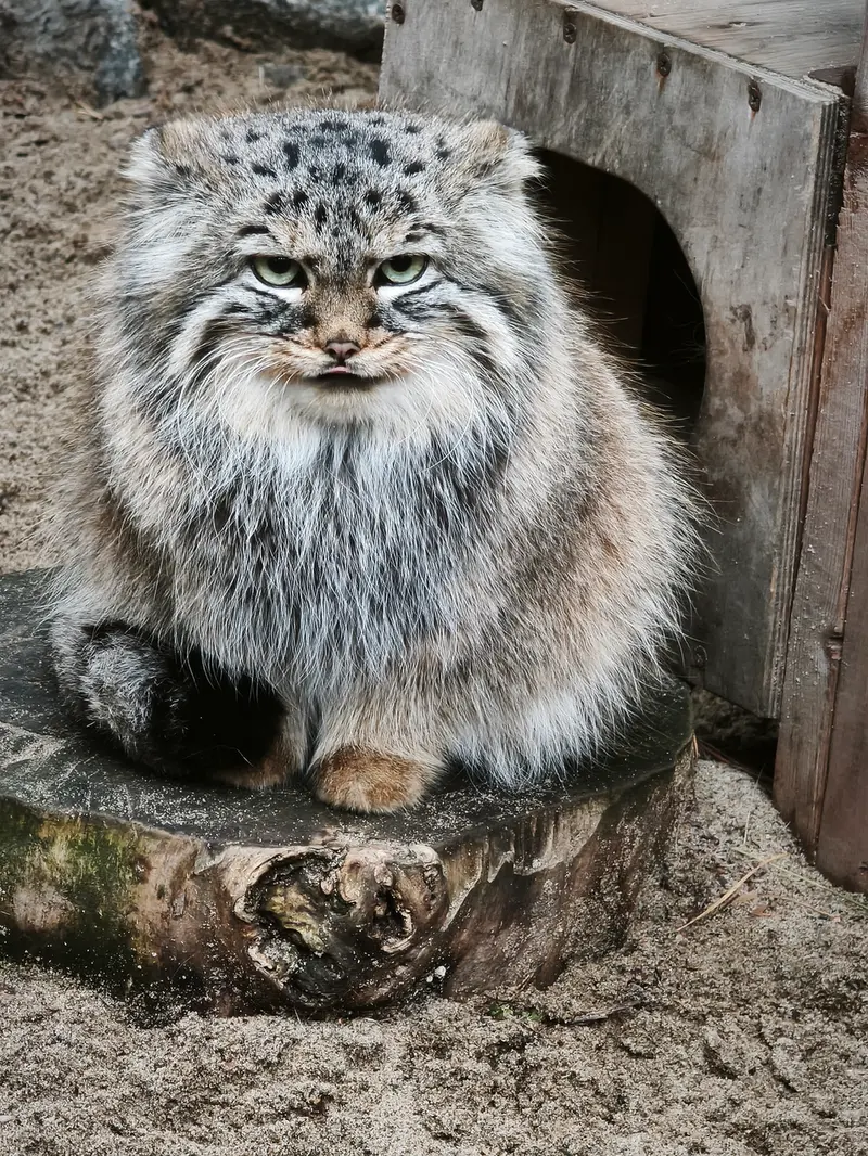 A photograph of Gabi in Novosibirsk Zoo