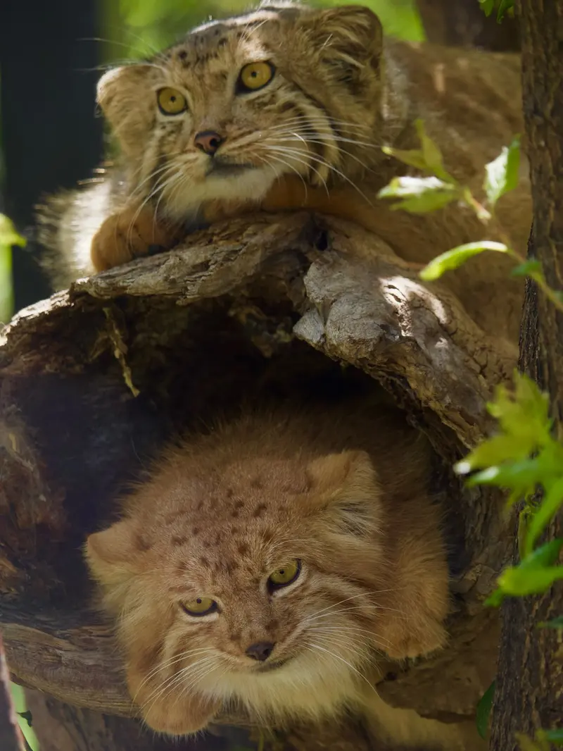 A photograph of Manó and Nanó in Yerevan Zoo