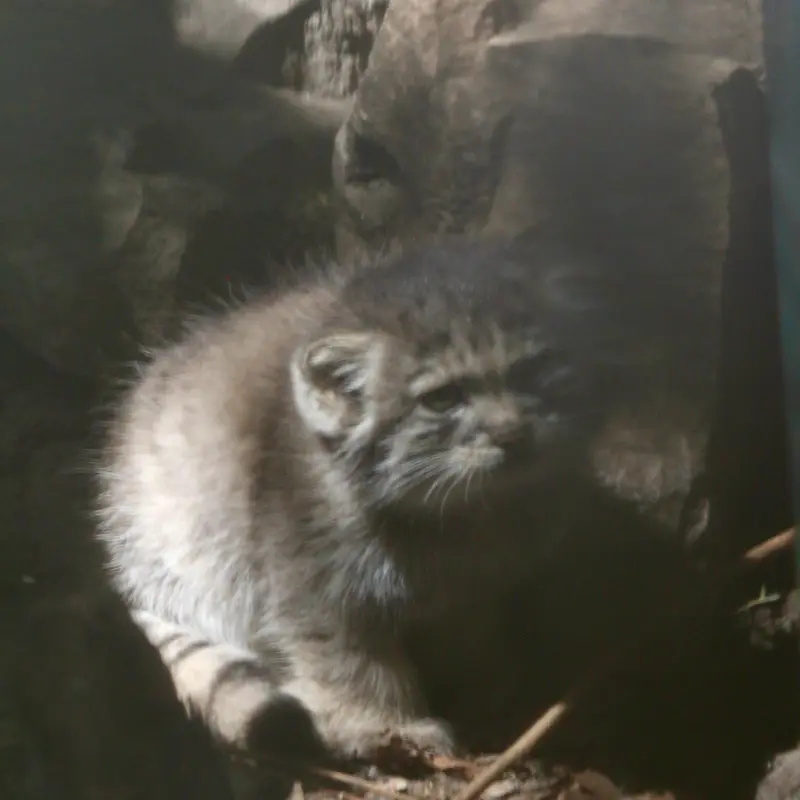 A photograph of Kitten of Lucy b. 2026 Ⅰ in Budapest Zoo & Botanical Garden