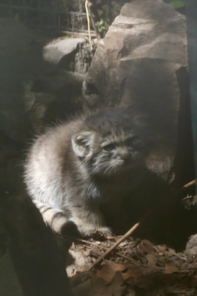 A photograph of Kitten of Lucy b. 2026 Ⅰ in Budapest Zoo & Botanical Garden