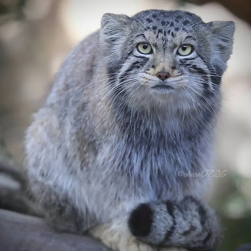 A photograph of Nagomu in Nasu Animal Kingdom