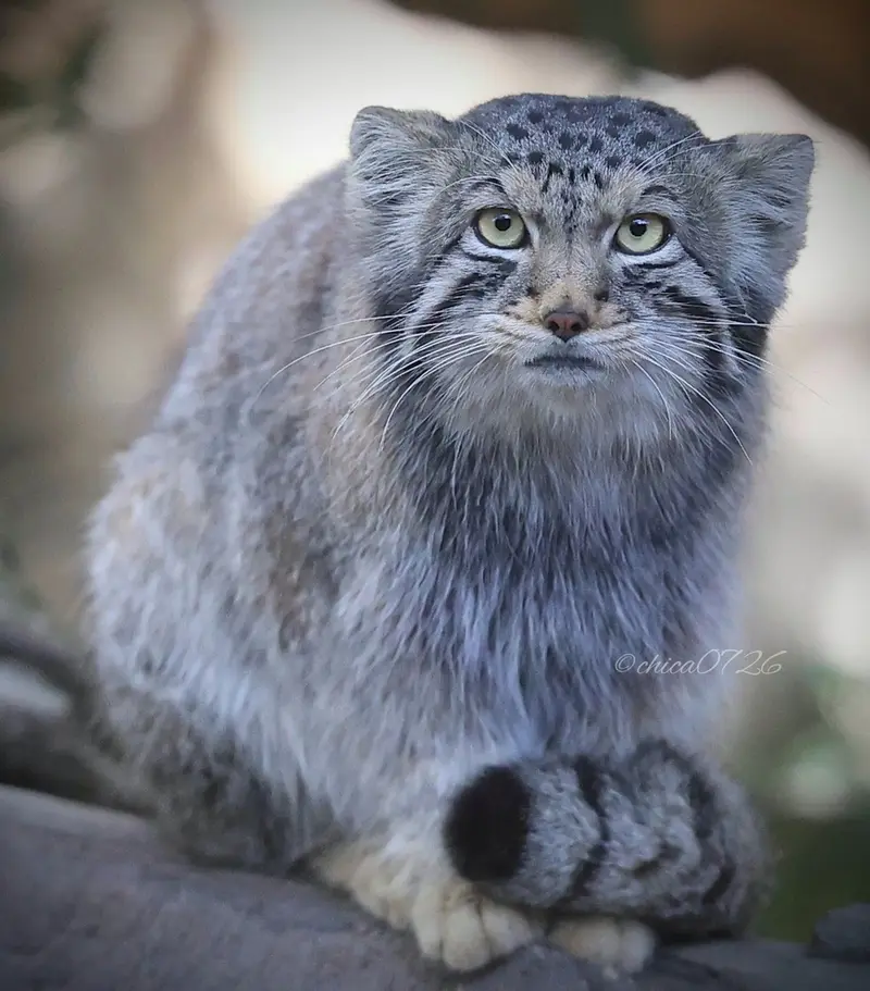 A photograph of Nagomu in Nasu Animal Kingdom