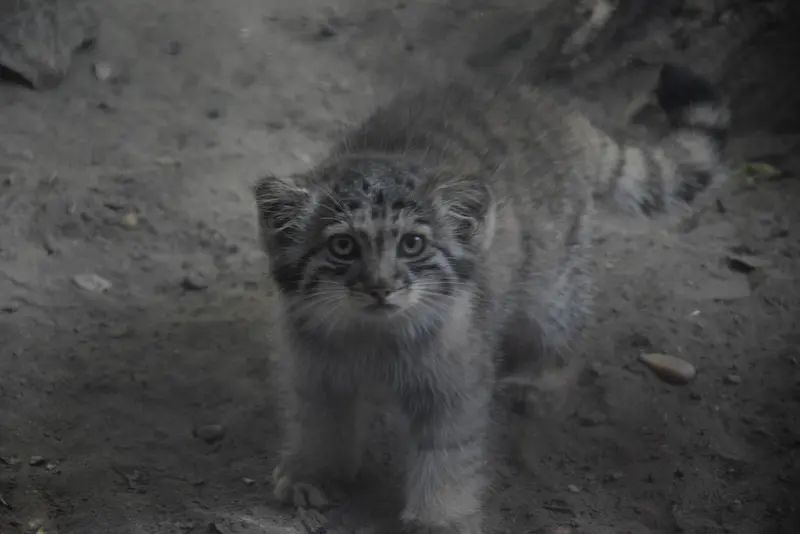 A photograph of a Pallas's cat in Budapest Zoo & Botanical Garden