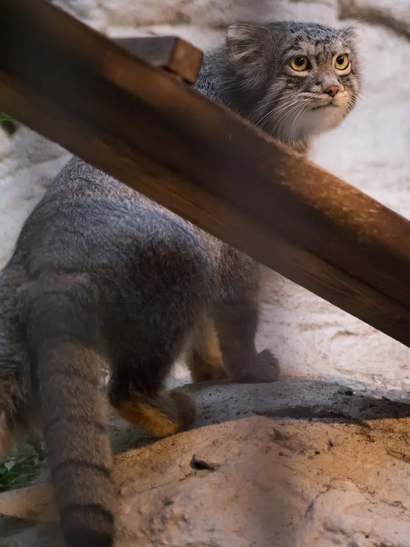 A photograph of Figa in Nogeyama Zoo
