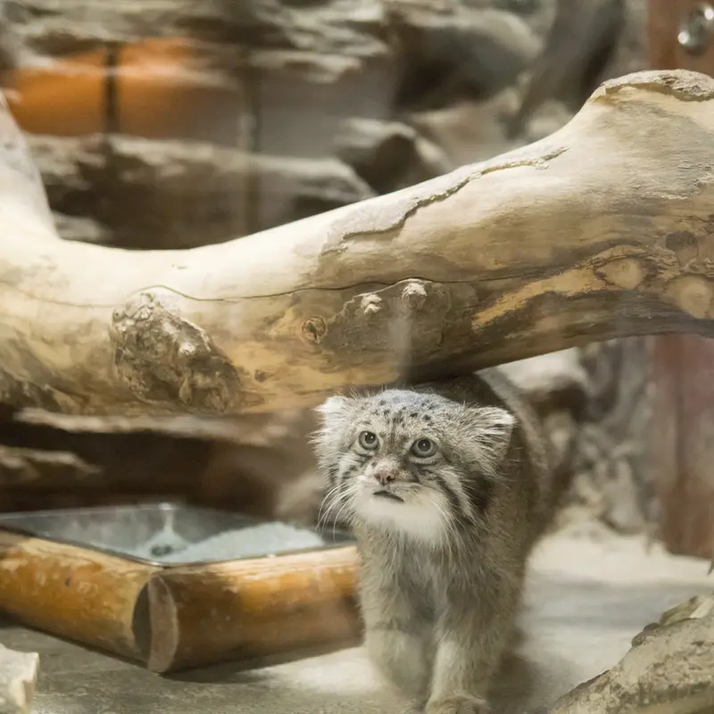 A photograph of Klyon in Ueno Zoological Gardens