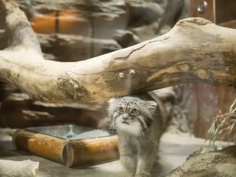 A photograph of Klyon in Ueno Zoological Gardens