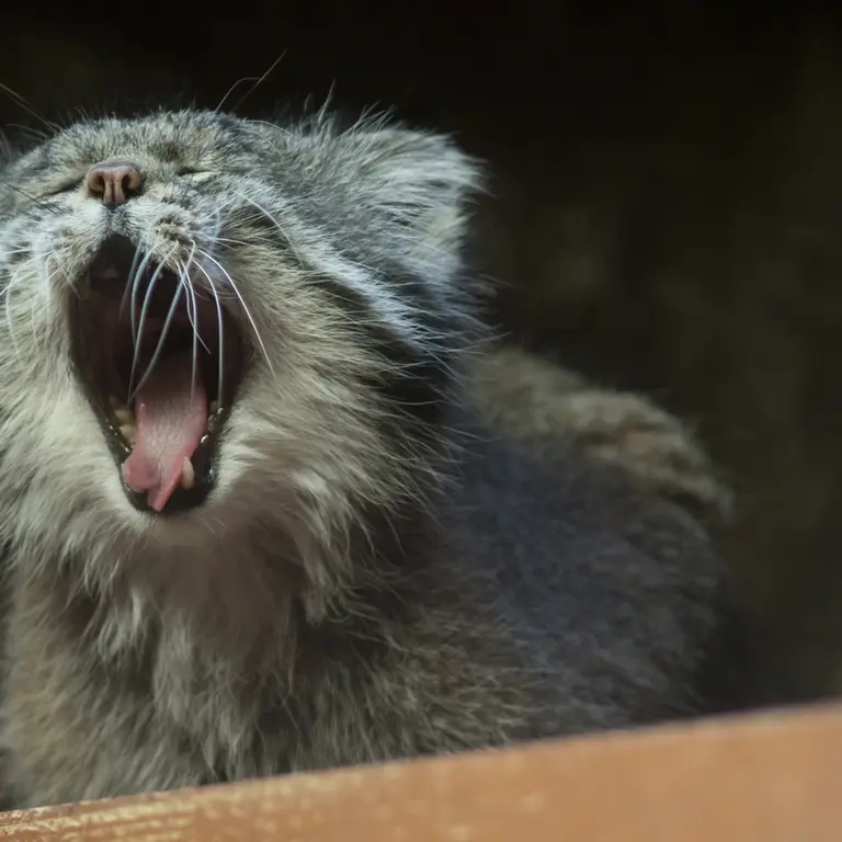 A photograph of Klyon in Ueno Zoological Gardens