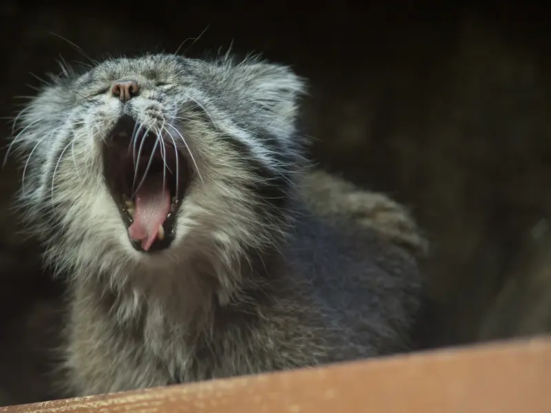 A photograph of Klyon in Ueno Zoological Gardens