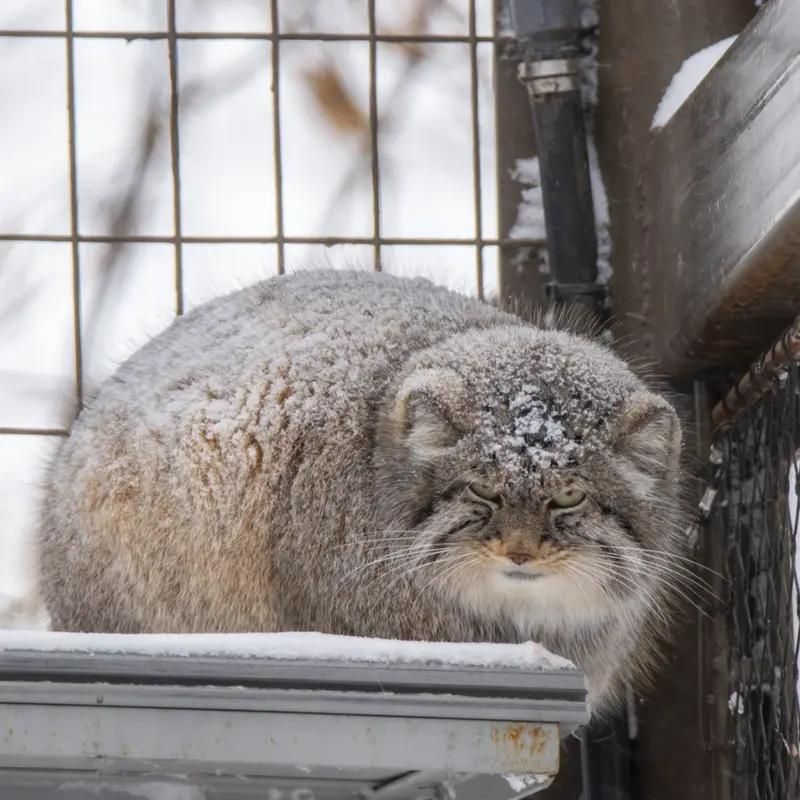 A photograph of Pema in Calgary Zoo / Wilder Institute