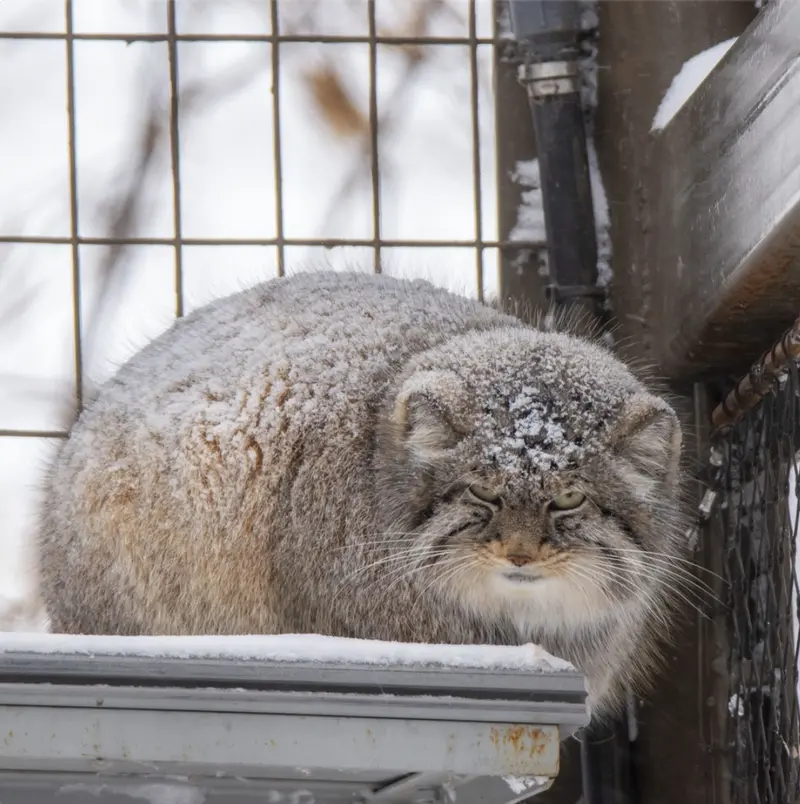 A photograph of Pema in Calgary Zoo / Wilder Institute