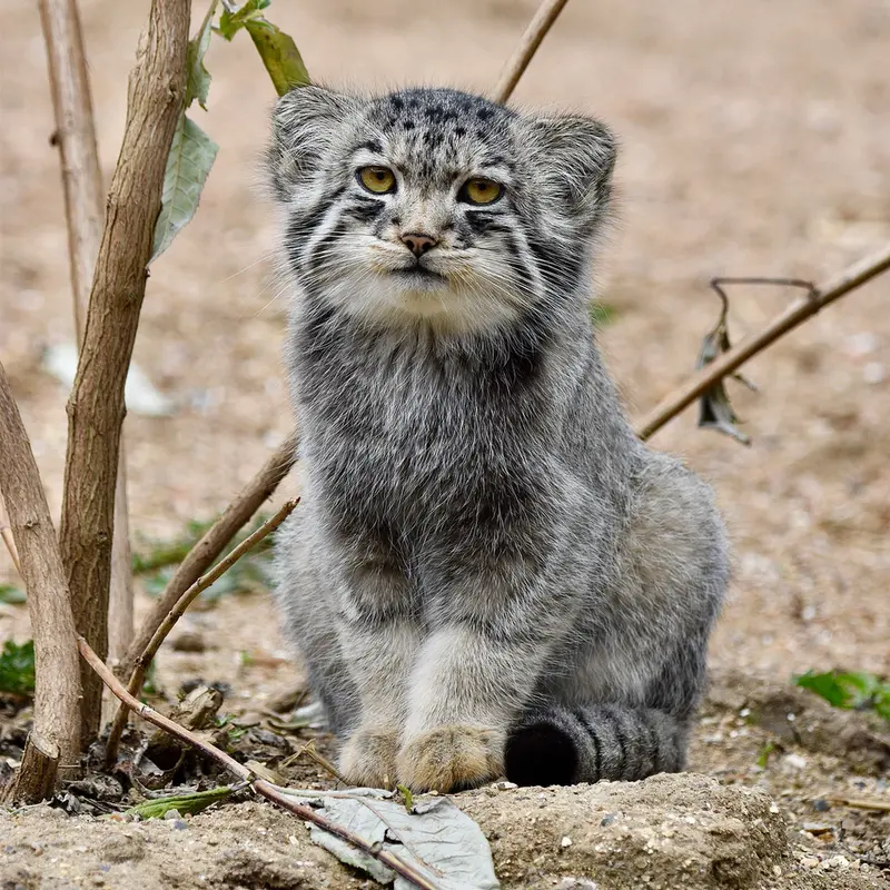 A photograph of Bat-Erdene in Port Lympne Wild Animal Park