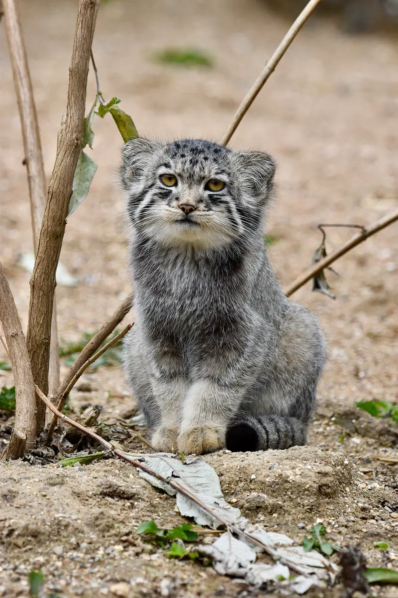 A photograph of Bat-Erdene in Port Lympne Wild Animal Park