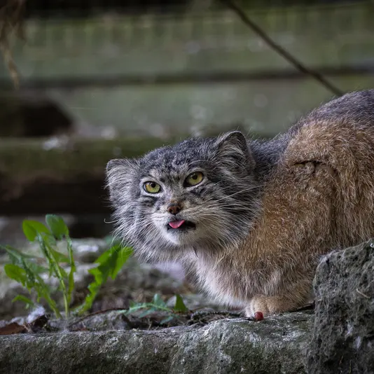 A photograph of Kulki in Banham Zoo