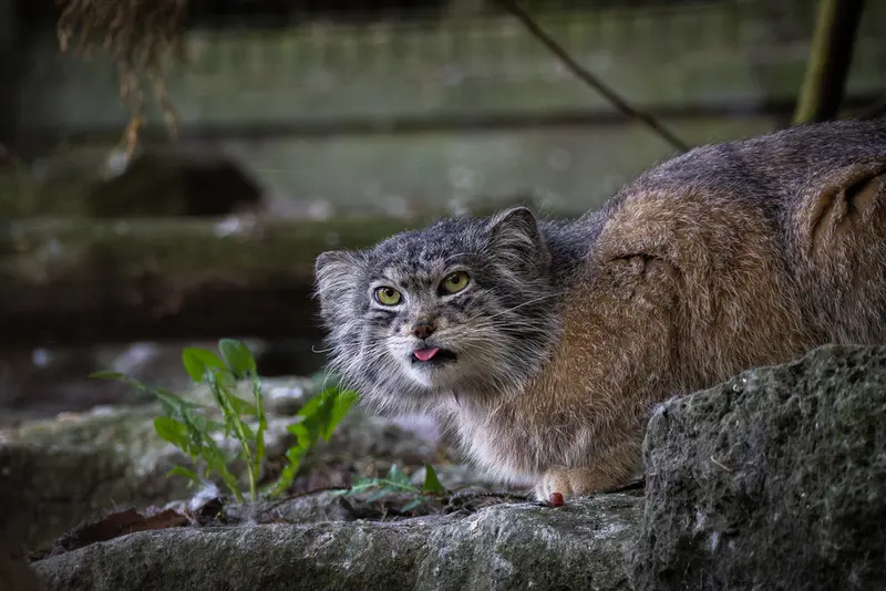 A photograph of Kulki in Banham Zoo