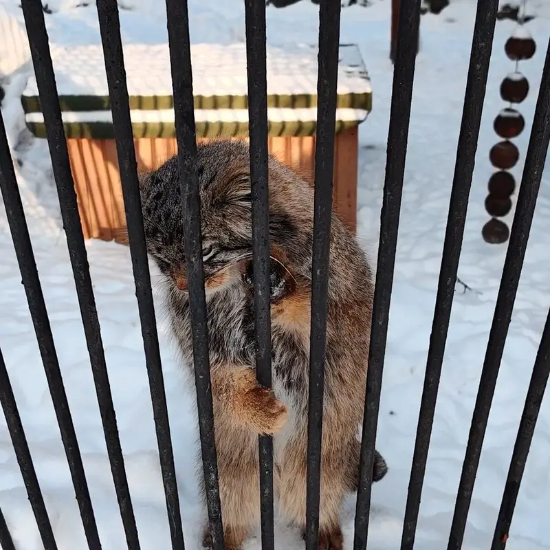 A photograph of a Pallas's cat in Novosibirsk Zoo