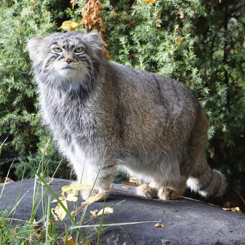 A photograph of Timofey in Moscow zoo