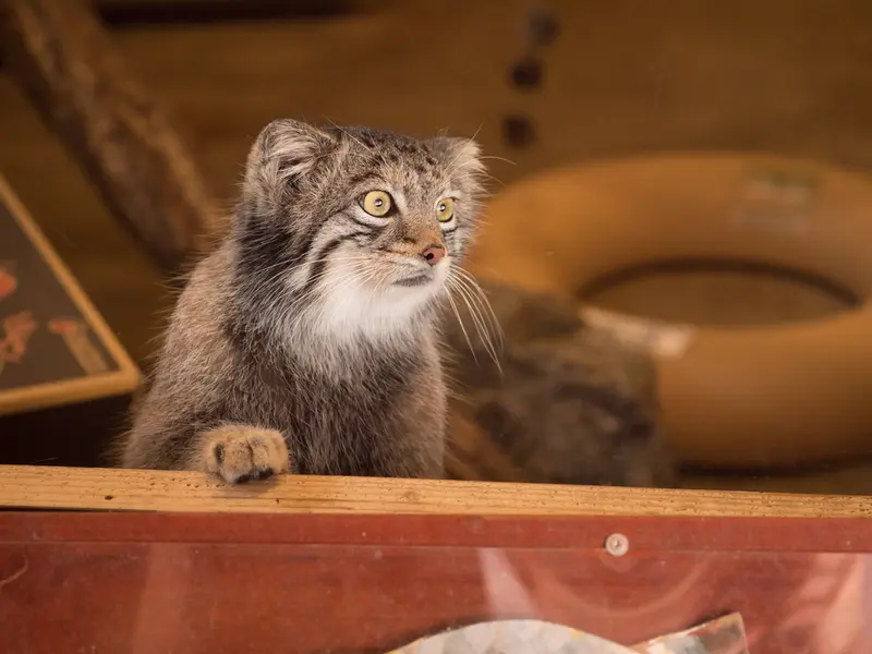 A photograph of Oto in Saitama Children's Zoo