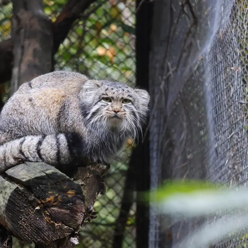 A photograph of Grey in Novosibirsk Zoo