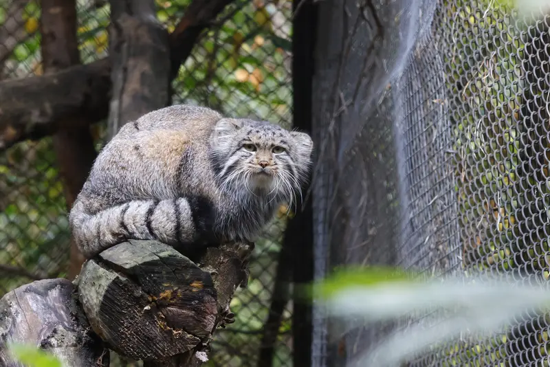 A photograph of Grey in Novosibirsk Zoo
