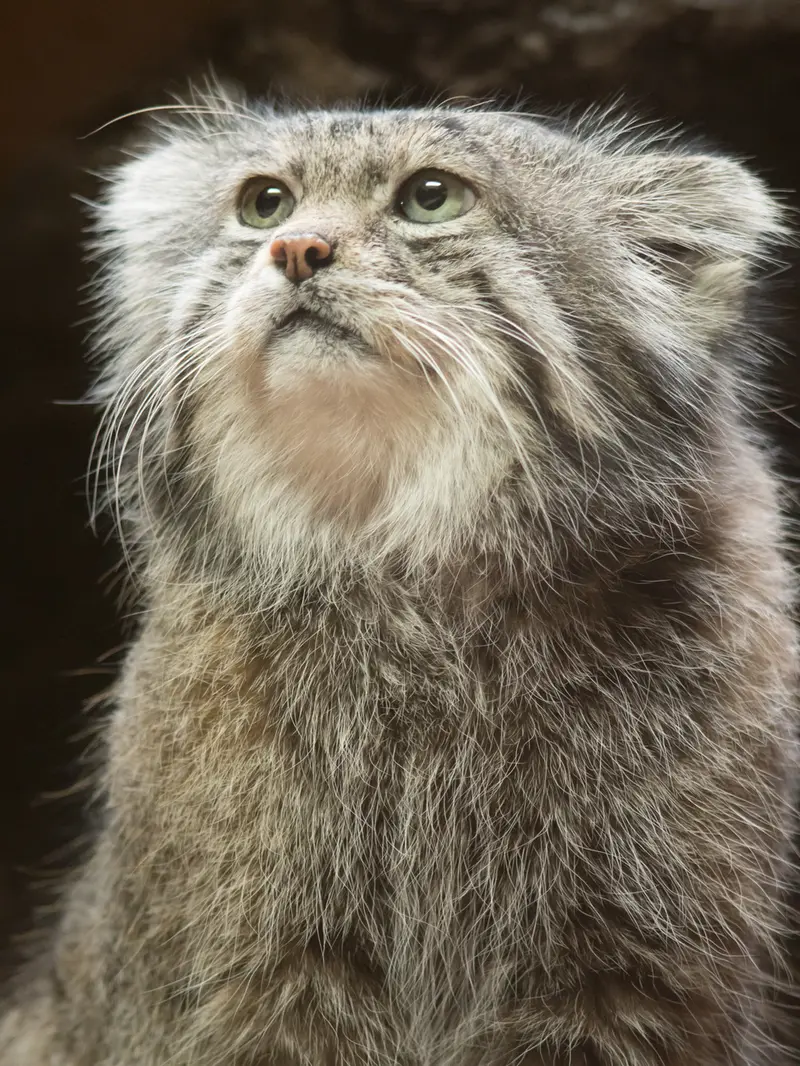 A photograph of Klyon in Ueno Zoological Gardens