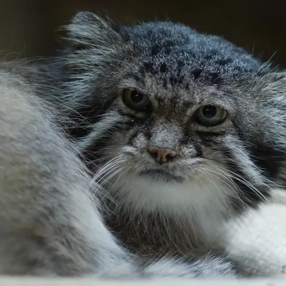A photograph of a Pallas's cat in Ueno Zoological Gardens